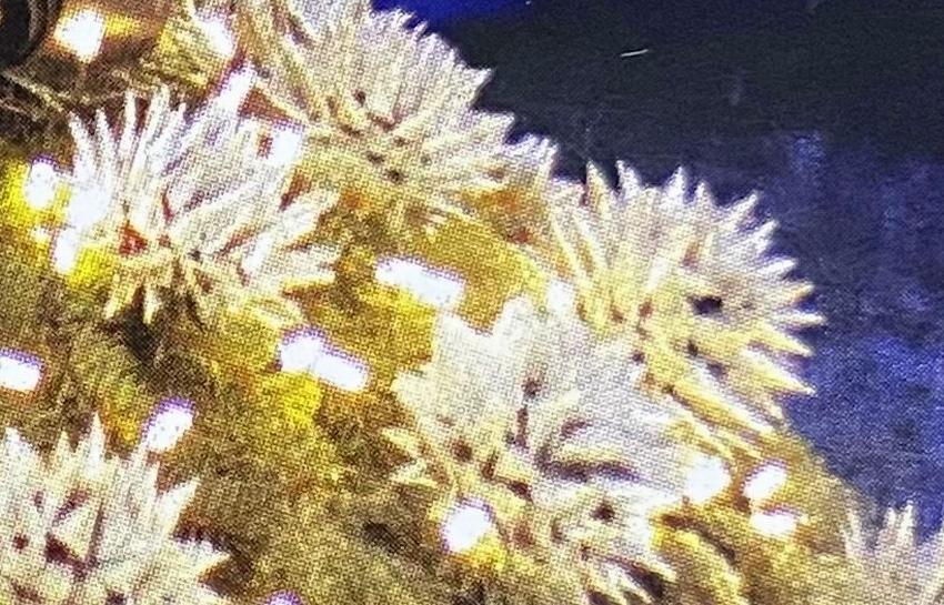 KALĖDINIŲ EGLUČIŲ MIESTELIS 2021